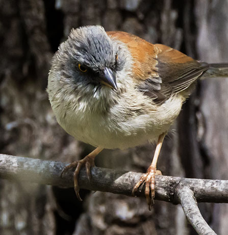 Yellow-eyed Junco Junco phaeonotus 