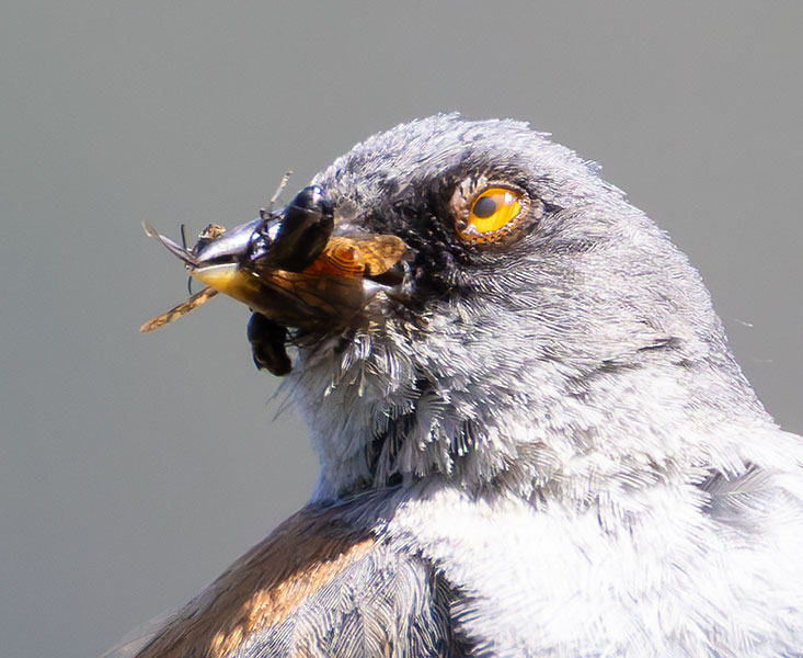 Yellow-eyed Junco Junco phaeonotus 