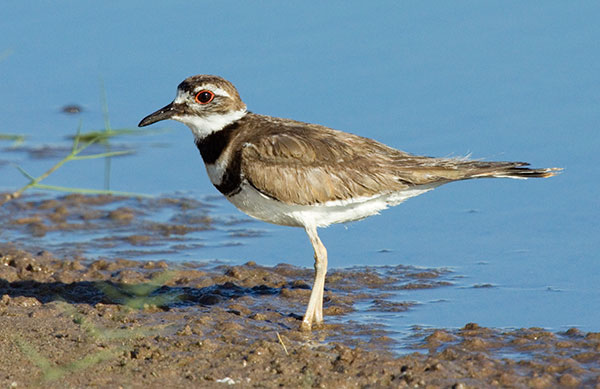 Killdeer Charadrius vociferus 