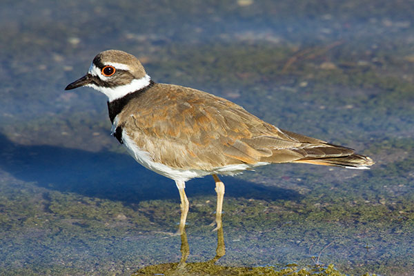 Killdeer Charadrius vociferus 