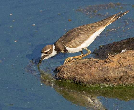 Killdeer Charadrius vociferus 