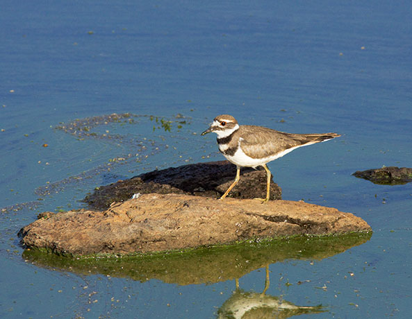 Killdeer Charadrius vociferus 
