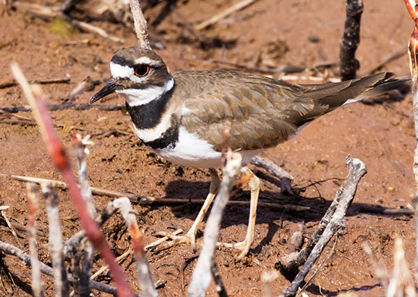 Killdeer Charadrius vociferus 