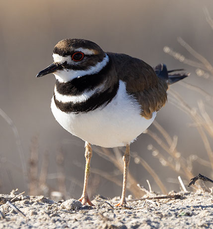 Killdeer Charadrius vociferus 