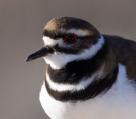 Killdeer Charadrius vociferus 