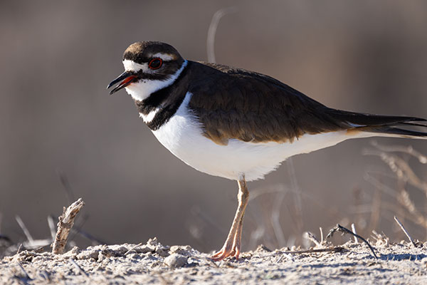 Killdeer Charadrius vociferus 