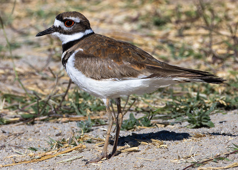 Killdeer Charadrius vociferus 