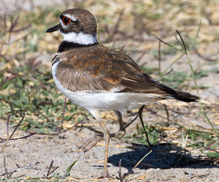 Killdeer Charadrius vociferus 