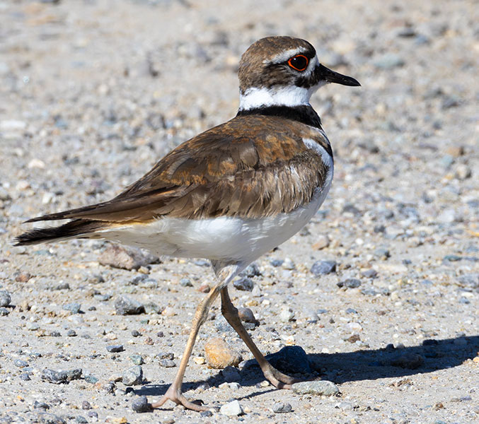 Killdeer Charadrius vociferus 