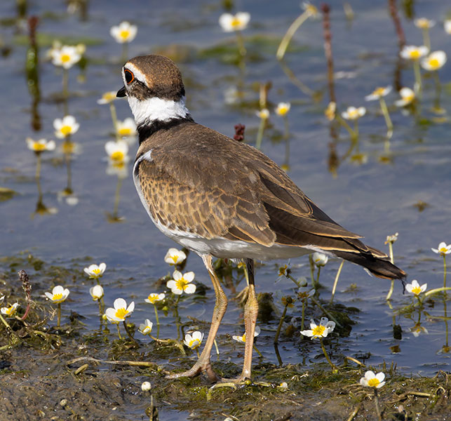 Killdeer Charadrius vociferus 