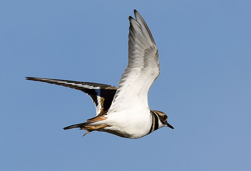 Killdeer Charadrius vociferus 