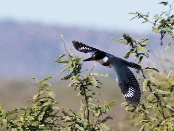 Belted Kingfisher Ceryle alcyon