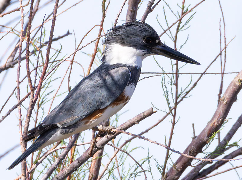 Belted Kingfisher Ceryle alcyon