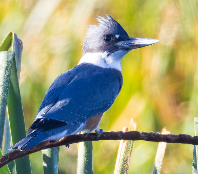 Belted Kingfisher Ceryle alcyon