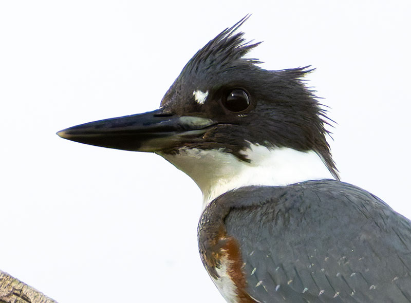 Belted Kingfisher Ceryle alcyon