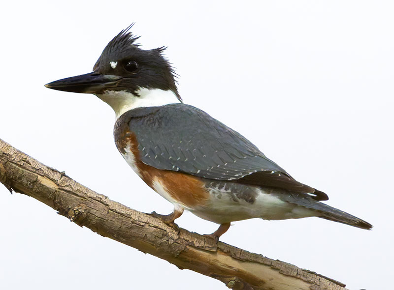 Belted Kingfisher Ceryle alcyon