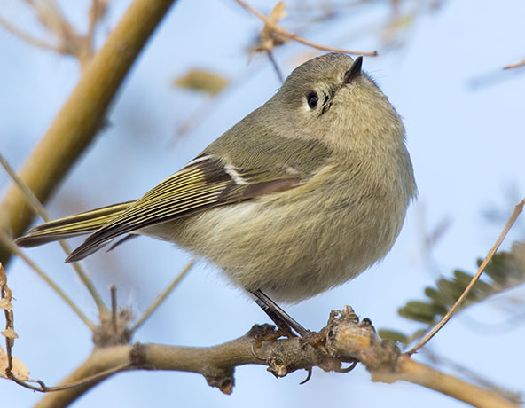 Ruby-crowned Kinglet Regulus calendula