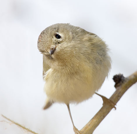 Ruby-crowned Kinglet Regulus calendula