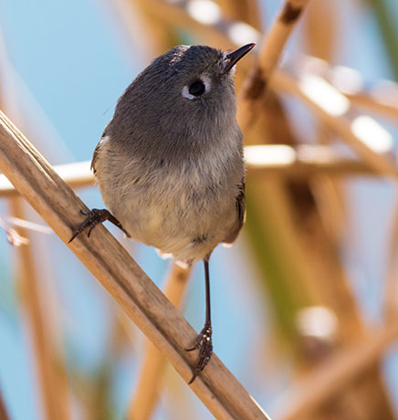 Ruby-crowned Kinglet Regulus calendula