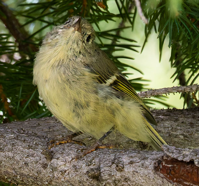 Ruby-crowned Kinglet Regulus calendula