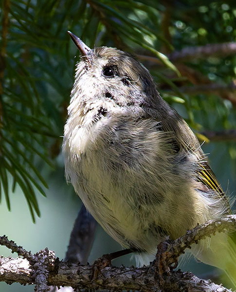 Ruby-crowned Kinglet Regulus calendula