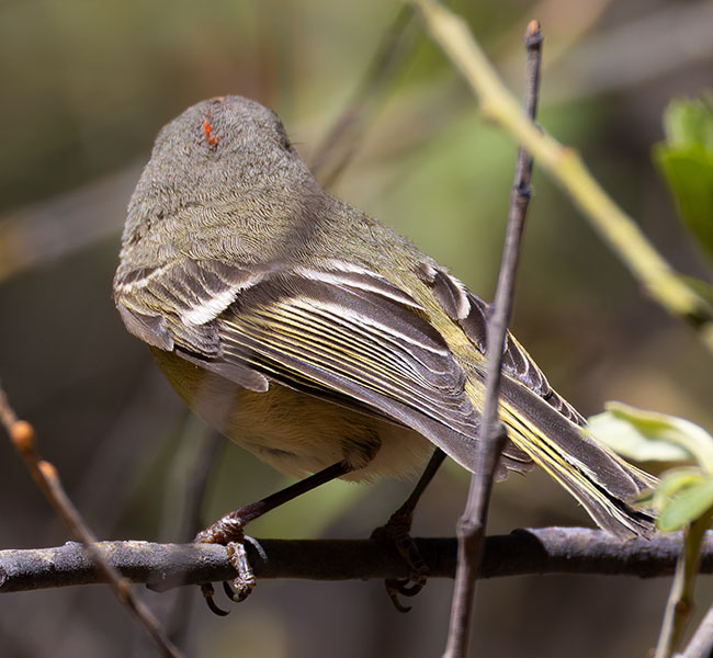 Ruby-crowned Kinglet Regulus calendula
