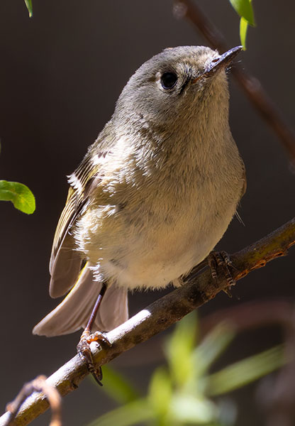 Ruby-crowned Kinglet Regulus calendula