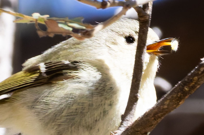 Ruby-crowned Kinglet Regulus calendula