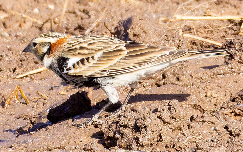 Chestnut-collared Longspur Calcarius ornatus