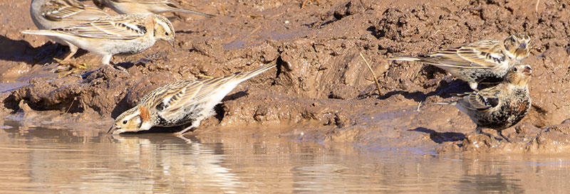Chestnut-collared Longspur Calcarius ornatus