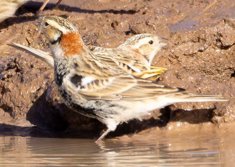 Chestnut-collared Longspur Calcarius ornatus