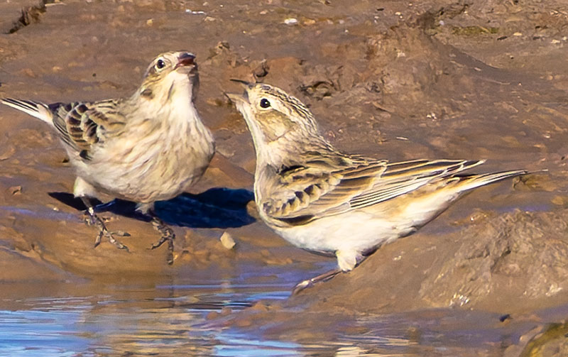Chestnut-collared Longspur Calcarius ornatus
