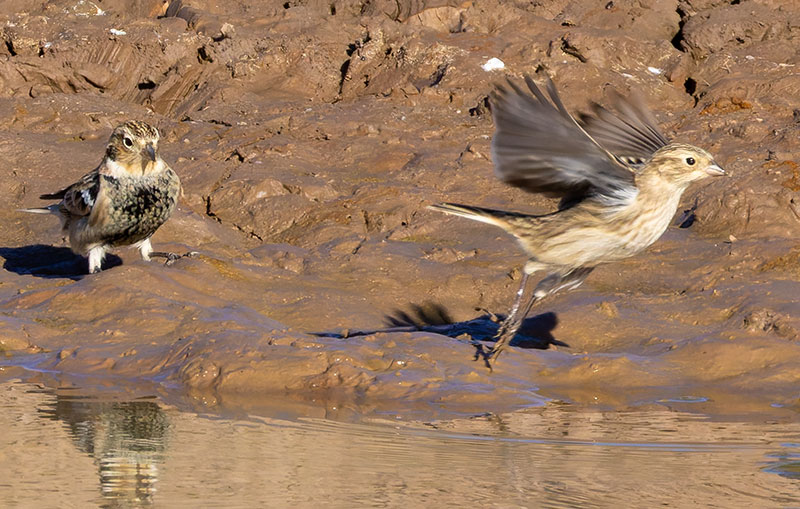 Chestnut-collared Longspur Calcarius ornatus