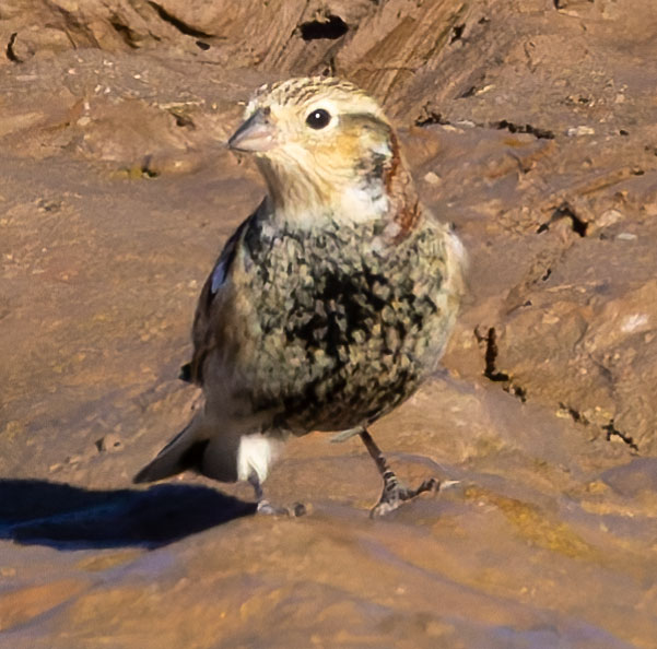 Chestnut-collared Longspur Calcarius ornatus