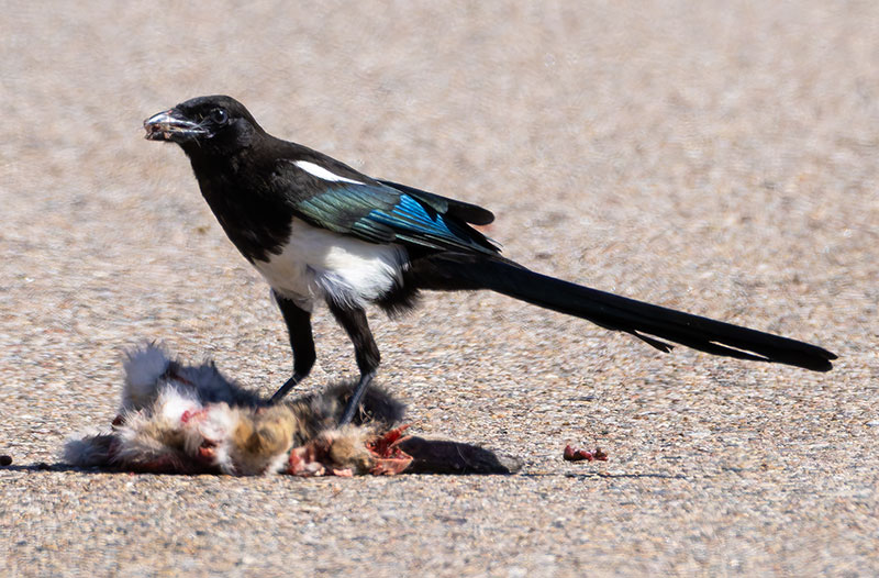 Black-billed Magpie Pica hudsonia