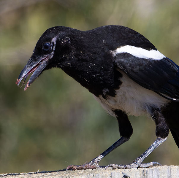 Black-billed Magpie Pica hudsonia