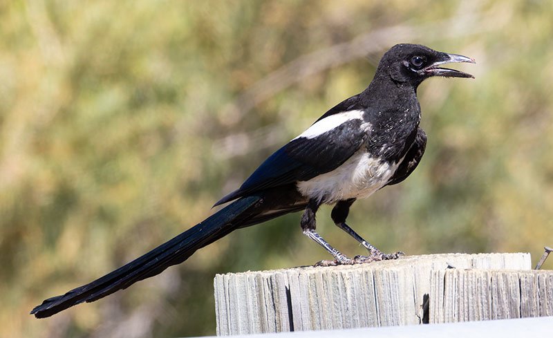 Black-billed Magpie Pica hudsonia