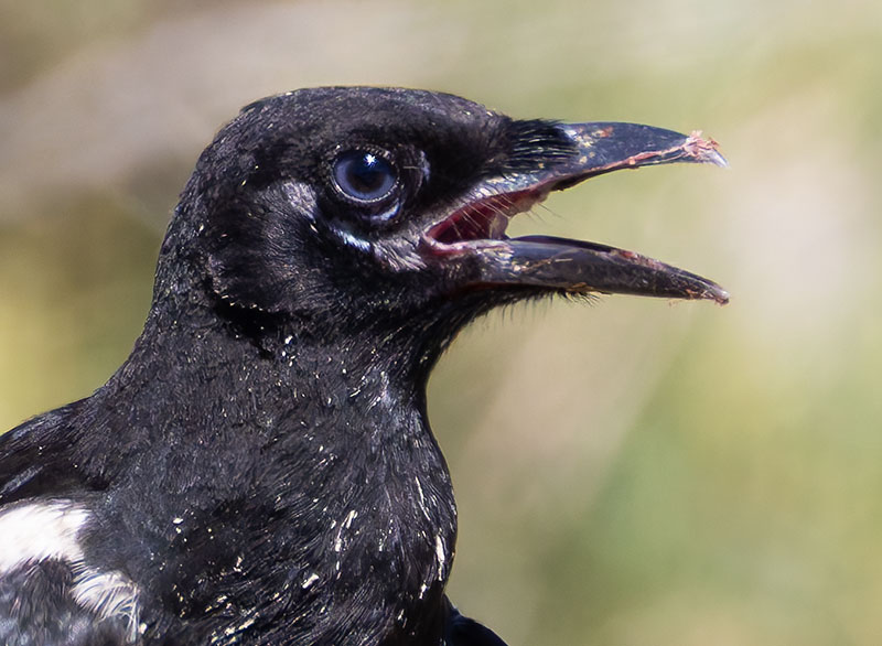 Black-billed Magpie Pica hudsonia