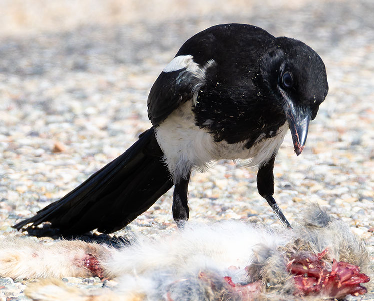 Black-billed Magpie Pica hudsonia