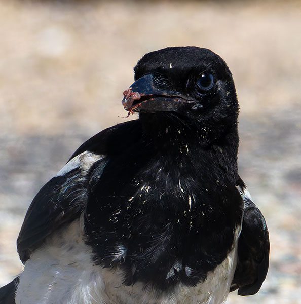 Black-billed Magpie Pica hudsonia