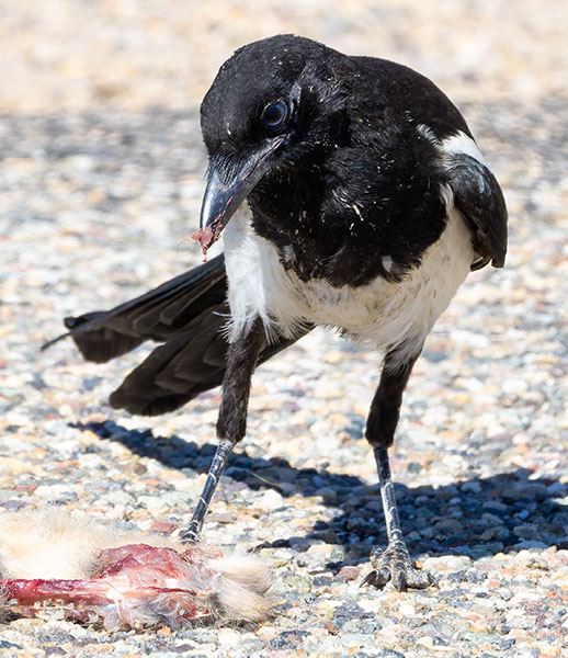 Black-billed Magpie Pica hudsonia