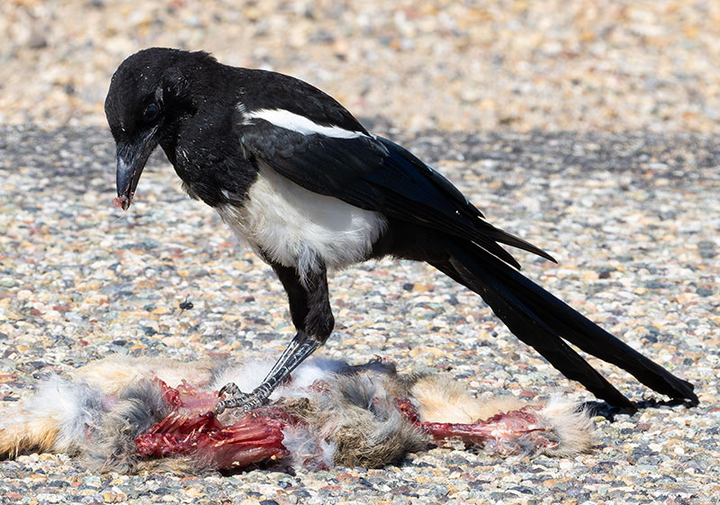 Black-billed Magpie Pica hudsonia