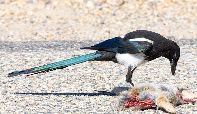 Black-billed Magpie Pica hudsonia