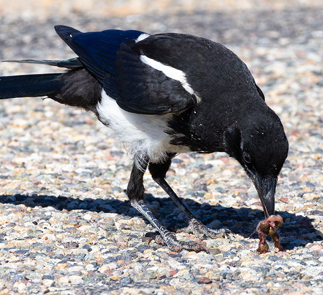 Black-billed Magpie Pica hudsonia