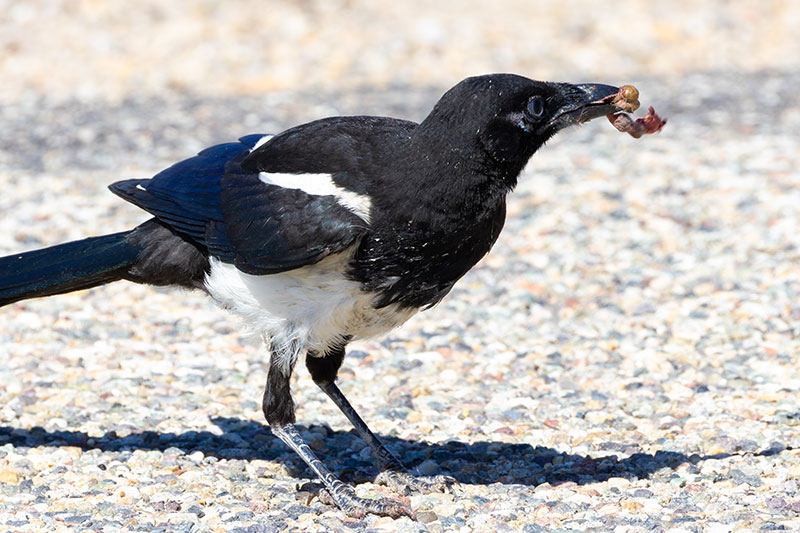 Black-billed Magpie Pica hudsonia