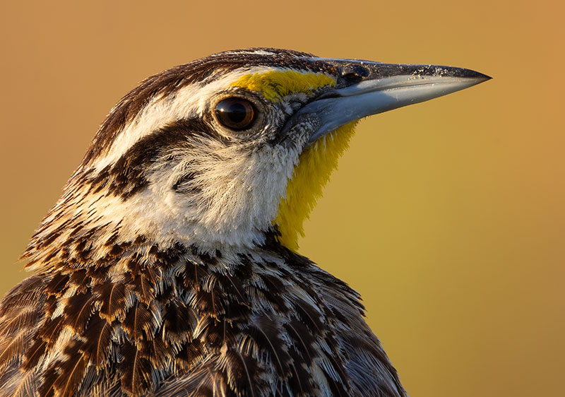 Lilian's Eastern Meadowlark Sturnella magna lilianae