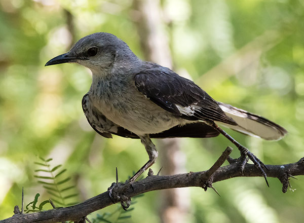 Northern Mockingbird Mimus polyglottos