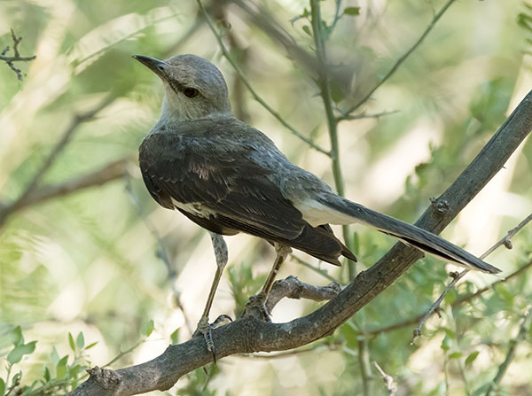 Northern Mockingbird Mimus polyglottos