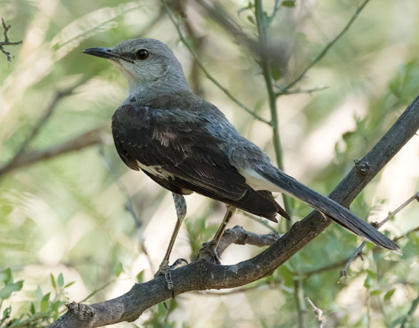 Northern Mockingbird Mimus polyglottos