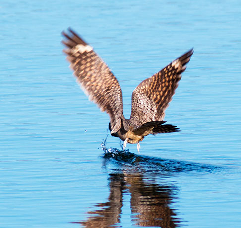 Lesser Nighthawk Chordeiles acutipennis